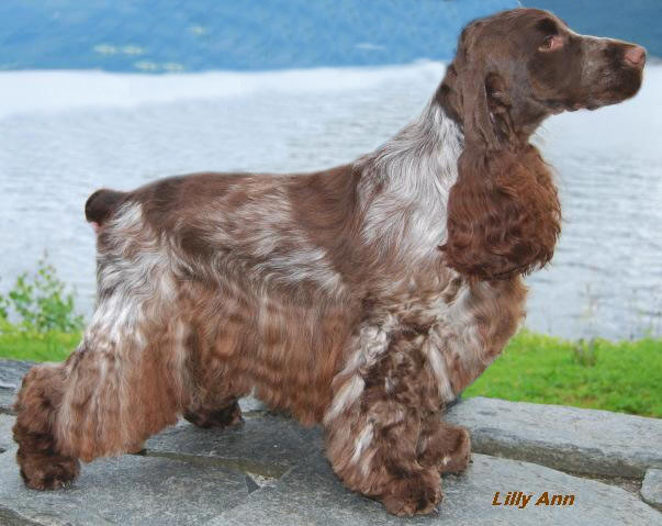 Fashion sobel cocker spaniel